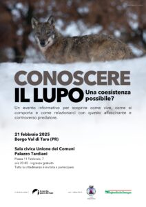 L’Associazione Io non ho paura del lupo, con il patrocinio del Comune di Borgo Val di Taro e della Regione Emilia-Romagna, organizza l’evento “Conoscere il lupo - una coesistenza possibile?”, un incontro aperto a tutta la cittadinanza per approfondire la conoscenza di questo affascinante e spesso discusso predatore. L’appuntamento è fissato per venerdì 21 febbraio alle ore 20:45 presso la Sala Civica Unione dei Comuni - Palazzo Tardiani di Borgo Val di Taro, con ingresso gratuito. "Negli ultimi anni, la presenza del lupo è tornata a far discutere, suscitando reazioni contrastanti tra preoccupazioni, curiosità e falsi miti. L’incontro sarà un’occasione per fare chiarezza per conoscere insieme la biologia e il comportamento di questo animale, il suo ruolo nell’ecosistema e le dinamiche di convivenza con le attività umane. Attraverso dati scientifici e testimonianze sul campo, verranno affrontate le principali domande che riguardano il ritorno del lupo sul nostro territorio e quali sono le strategie per una convivenza sostenibile." Queste le parole di Daniele Ecotti, Presidente dell'Associazione. L’incontro sarà un momento di confronto aperto, in cui il pubblico potrà porre domande, condividere esperienze e ricevere informazioni. Tutti i giornalisti e i cittadini sono invitati a partecipare a questa serata di approfondimento e dialogo su un tema di grande attualità e rilevanza ambientale.